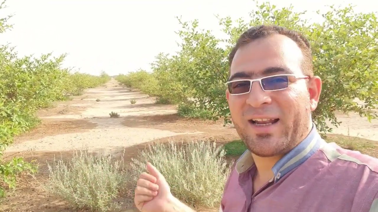 خدمة أشجار السدر قبل التزهير