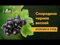 Смородина черная весной - болезни и уход за растением