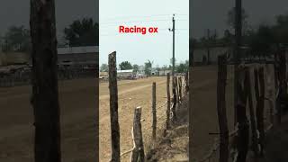 Awesome Racing Oxshort Videoox