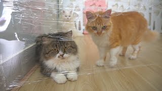Cats VS Invisible Wall 2 | Candace House