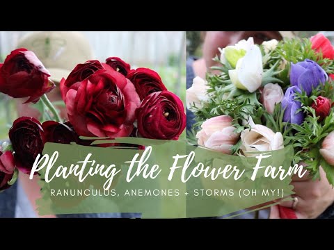 Video: Ranunculus anemone (buttercup): penerangan, foto, penanaman dan penjagaan