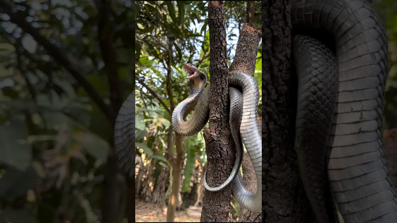 The Great Indian Cobra The Incredible Habits of the Rajasic Snake 