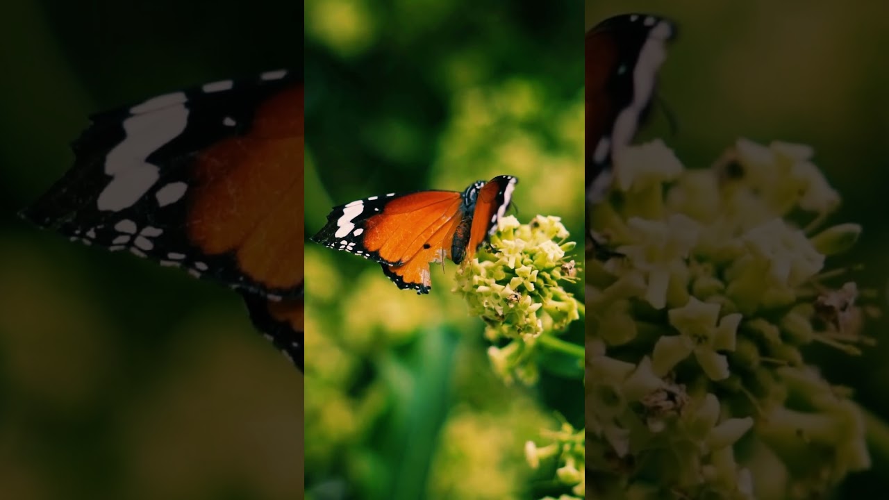 macro photography with mobile tips| Beautifull Butterfly and flower 