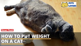 How to Put Weight on a Cat by Pets Lovers 17 views 2 years ago 1 minute, 53 seconds