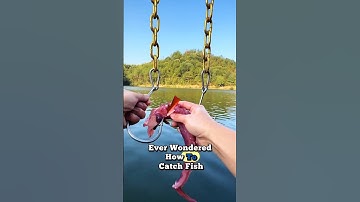 Genius Fish Trap in Action – Easy Catch! 🐟 #fishing #fishtrap #shorts