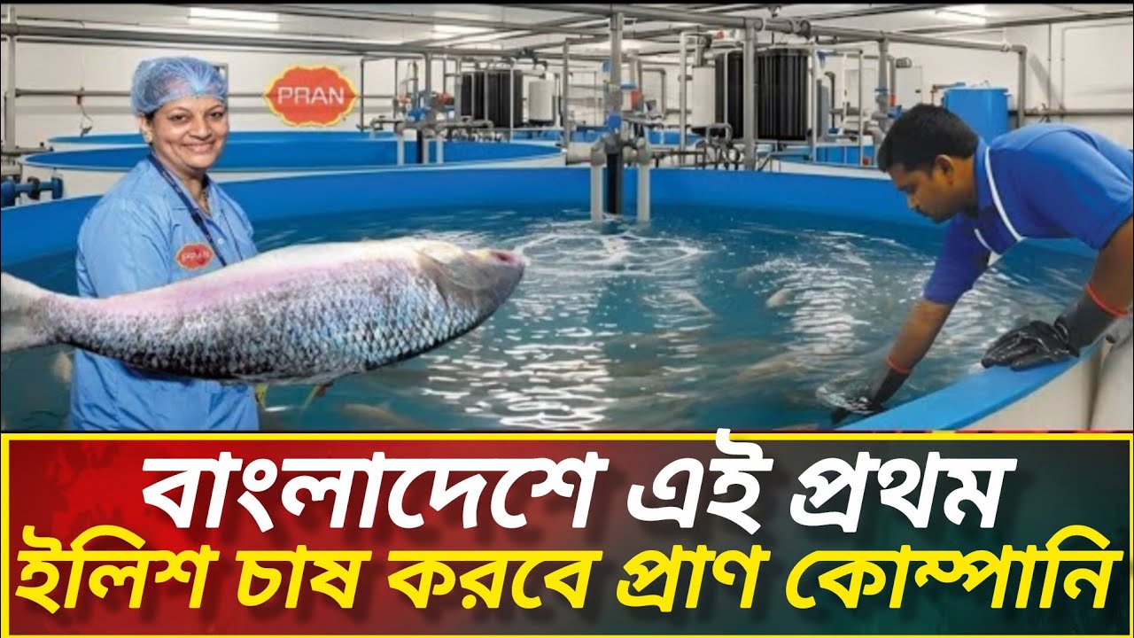 বাংলাদেশে প্রথম কোনো কোম্পানি ইলিশ চাষে উদ্যোগী !! ৪৩০ কোটি বিনিয়োগ ...