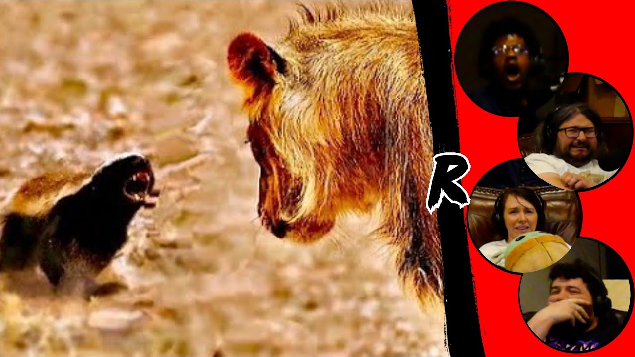 Why Honey Badgers Don't Fear God or Lions - @Casual Geographic | RENEGADES REACT