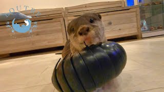 【双子のカワウソ】おだしとおつゆとダンゴムシのおもちゃ　Otter　Odashi＆Otsuyu play with toy of wild louce