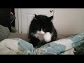 Norwegian Forest Cat makes RARE "Squeak" の動画、YouTube動画。