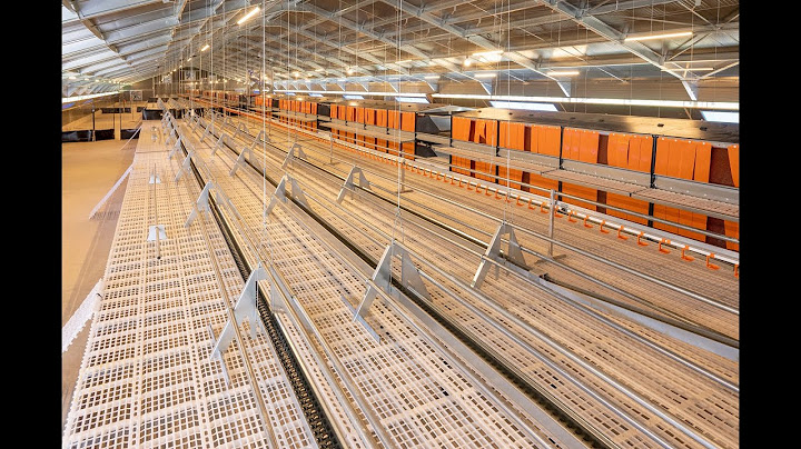 Bâtiment élevage 9000 poules pondeuses BIO by ELEVAGE SERVICE