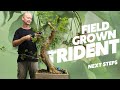 Next steps on a field grown trident maple bonsai tree