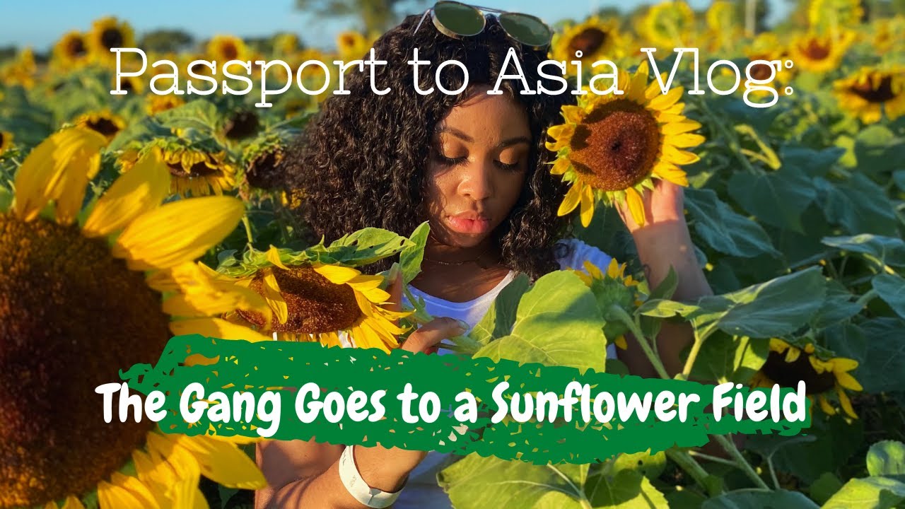 SUNFLOWER FIELD MIAMI, FLORIDA YouTube