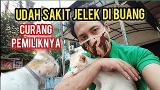 kucing sakit di buang sama Pemiliknya Di Jalanan Minta Di Peluk Lama Banget Endingnya Bikin Nangis.!