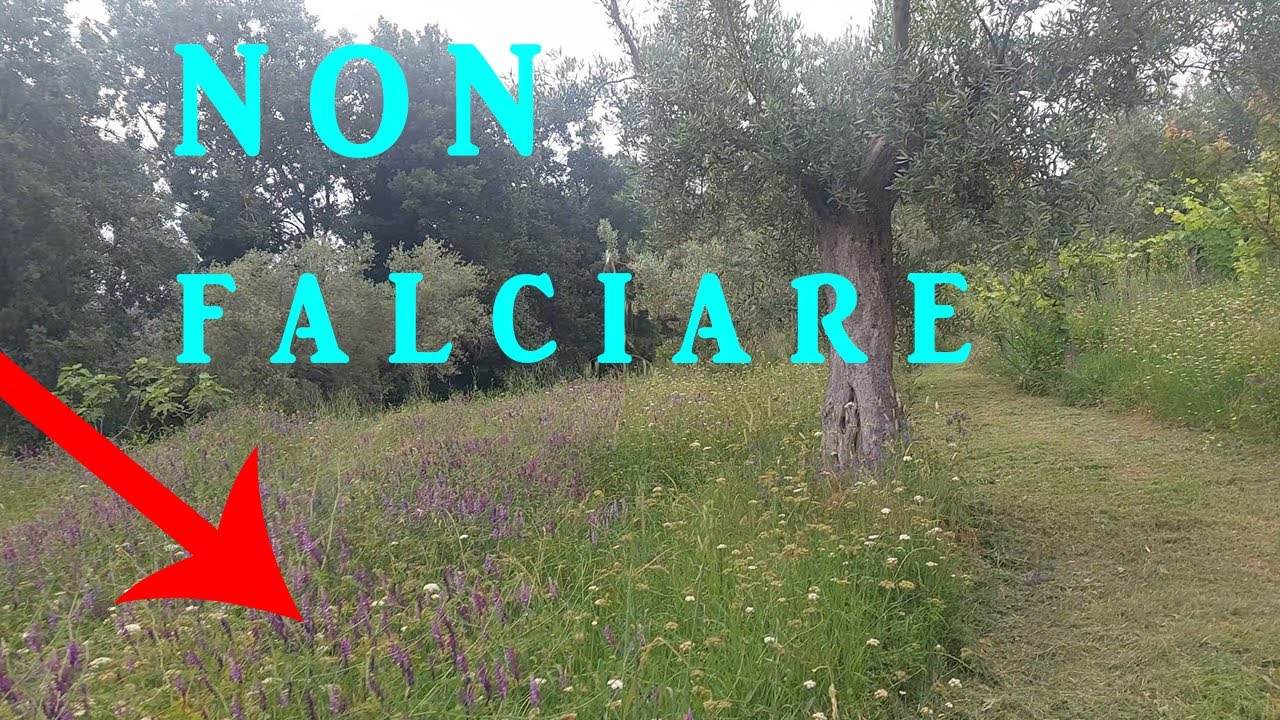 Lascia crescere queste erbacce nel tuo terreno: ecco a cosa serve l'inerbimento