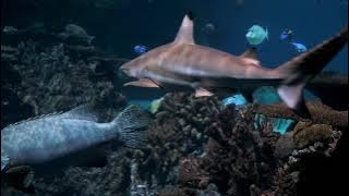Amazing Underwater World | Pemandangan Dunia bawah laut