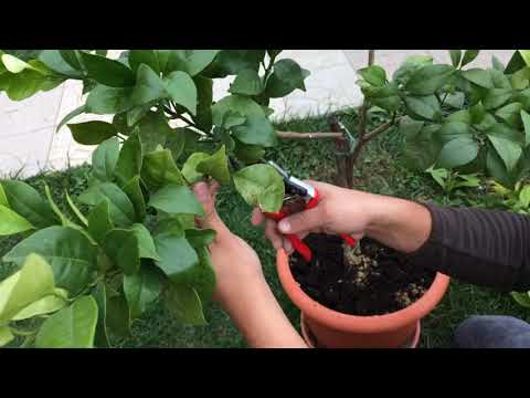 Video: Cum înflorește Lămâia