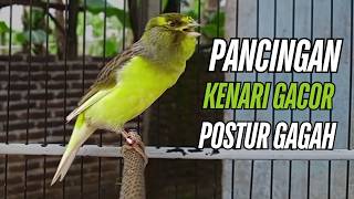 Suara Burung Kenari Gacor! untuk Pancingan Kenari Muda Belajar Bunyi Langsung Bunyi