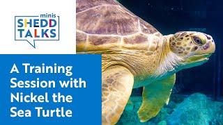 A Behind-the-Scenes Look at Caring for a Rescued Sea Turtle | SheddTalksMinis