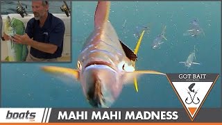 Got Bait? Mahi Madness Above and Underwater, Fish-cam Attacked!