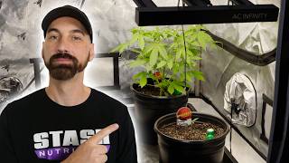 How I Run a Perpetual Auto Grow in a 4x4 Tent