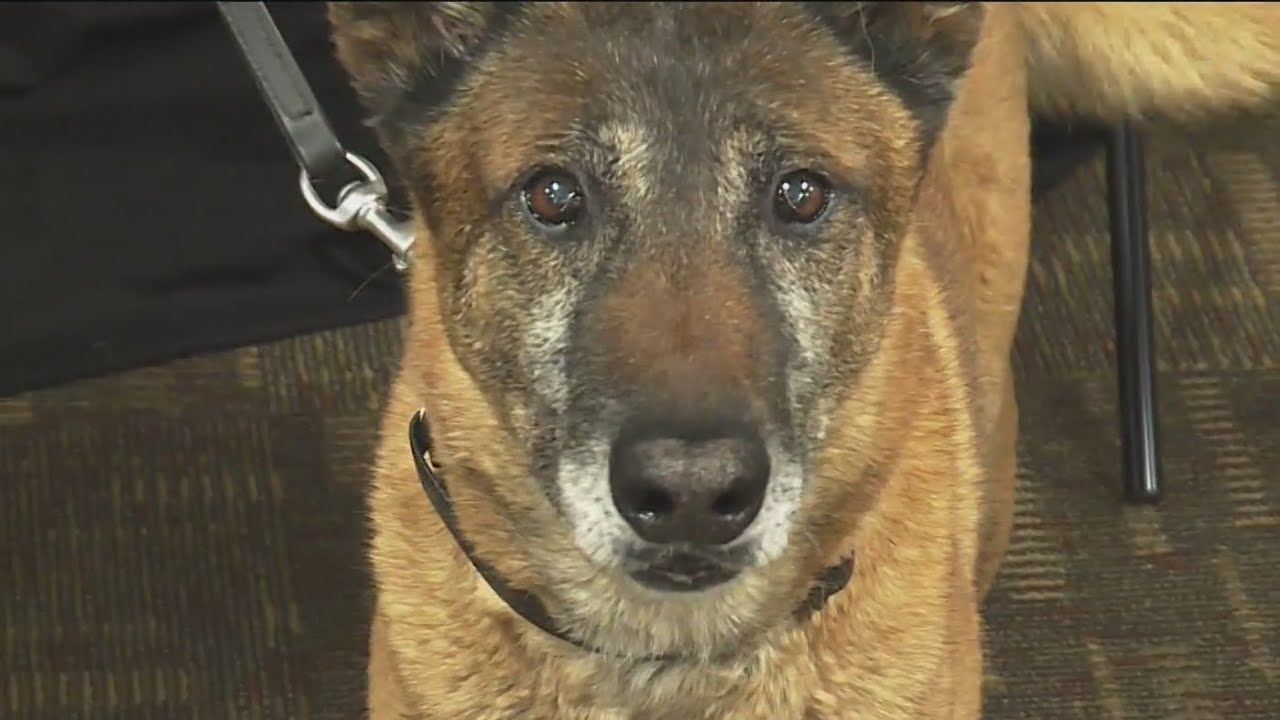 K9 Radar retires after 10 years of service for Washington County Sheriff’s Office