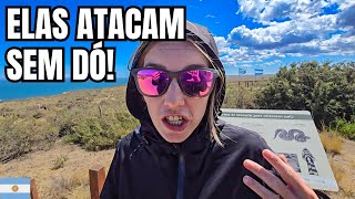 BAITA ROLÊ 790| É CHOCANTE a forma que as ORCAS ATACAM na PENÍNSULA VALDEZ