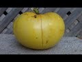 ⟹ Great White Tomato | Solanum lycopersicum | Tomato Review 2019