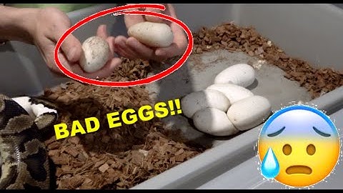 How To Put Away Ball Python Eggs