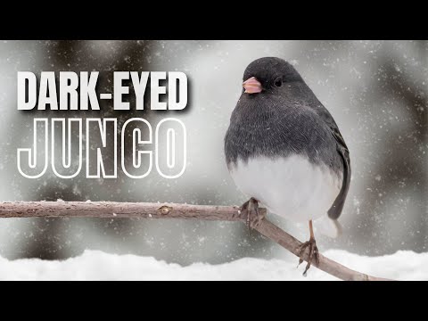 The Dark-eyed Junco | A Hardy Winter Bird