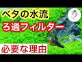 【ベタに水流はNG?】ベタ飼育におすすめのろ過フィルターを解説