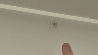 eurobeat spider spins for likes
