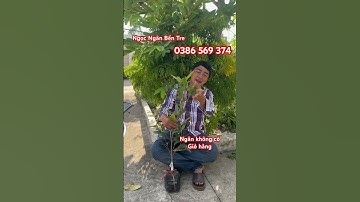 Mận lý chiết cành nhanh trái | 0386569374 - Ngọc Ngân Bến Tre | Chuyên cây độc lạ