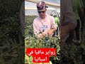 زواير مافيا في اسبانيا