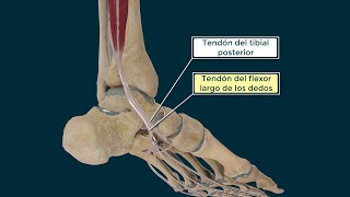 Músculo Tibial Posterior. Origen, Inserción, Función e Inervación