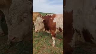 DALADA YURSA XAM OZINI YOQOTMAGAN SIMMENTAL BUQA