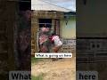 Wait for it 🤣🤣#funny #reality #comedy #reels #usa #fly #virial #explore #ytshorts #prank