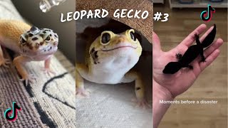 Leopard Gecko TikTok & İnstagram Compilation  2023 4K PART3