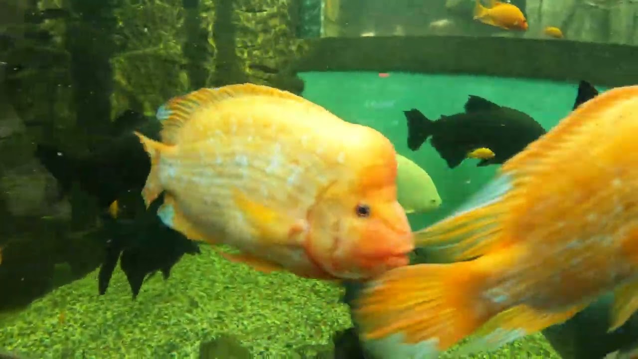 2026-02 океанариум Екб