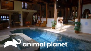 Construção de uma piscina dentro de uma casa | Um Show de Piscina  | Animal Planet Brasil