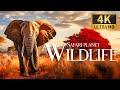 Capture de la vidéo Safari Planet Wildlife 4K 🐾 Discovery Relaxation Film With Soothing Relaxing Piano Music