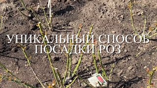 Розы.🌹🌹🌹 Посадка по два саженца в одну лунку. Этот способ без сомнения уникален и ......