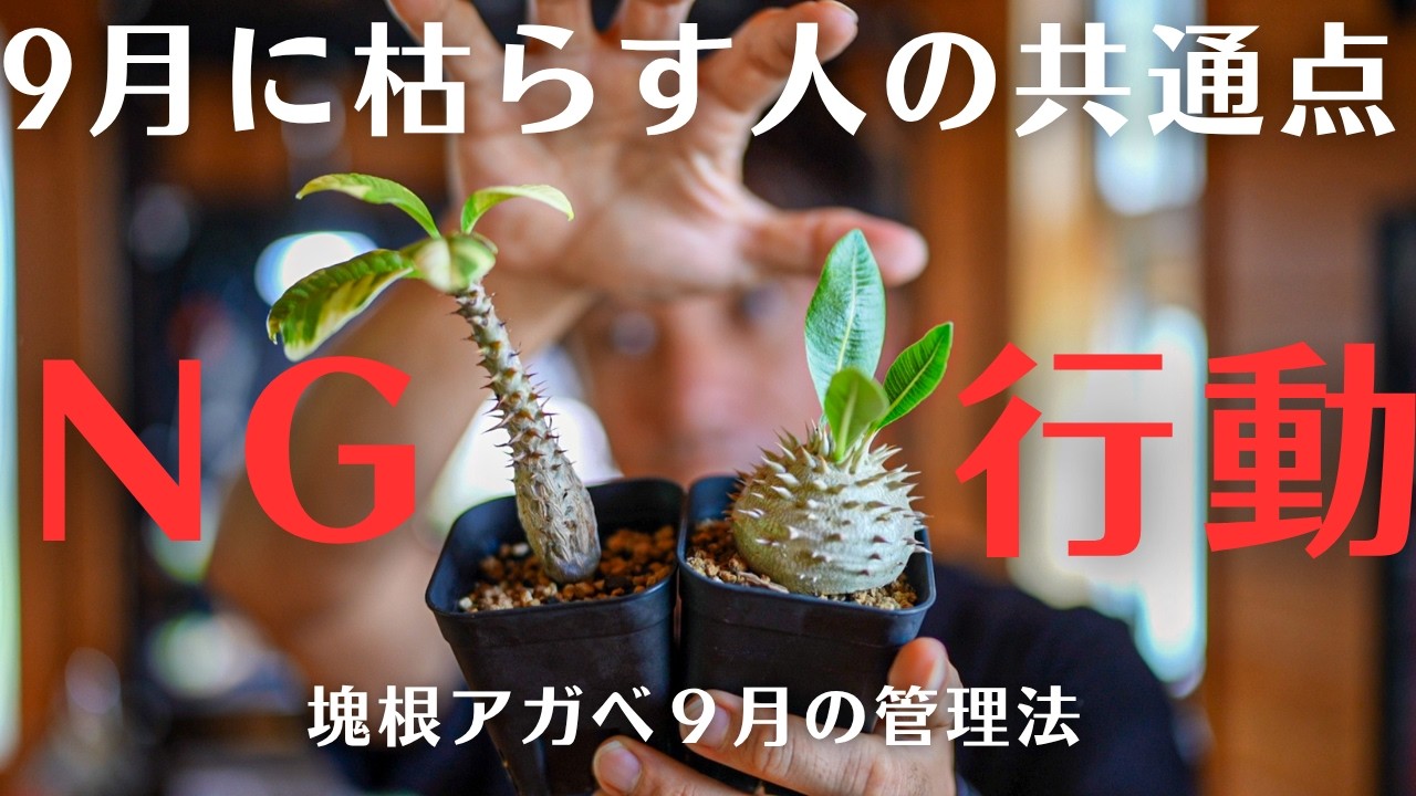 9月の塊根植物・アガベ管理】水やり・日当たり・肥料・植え替え、何を