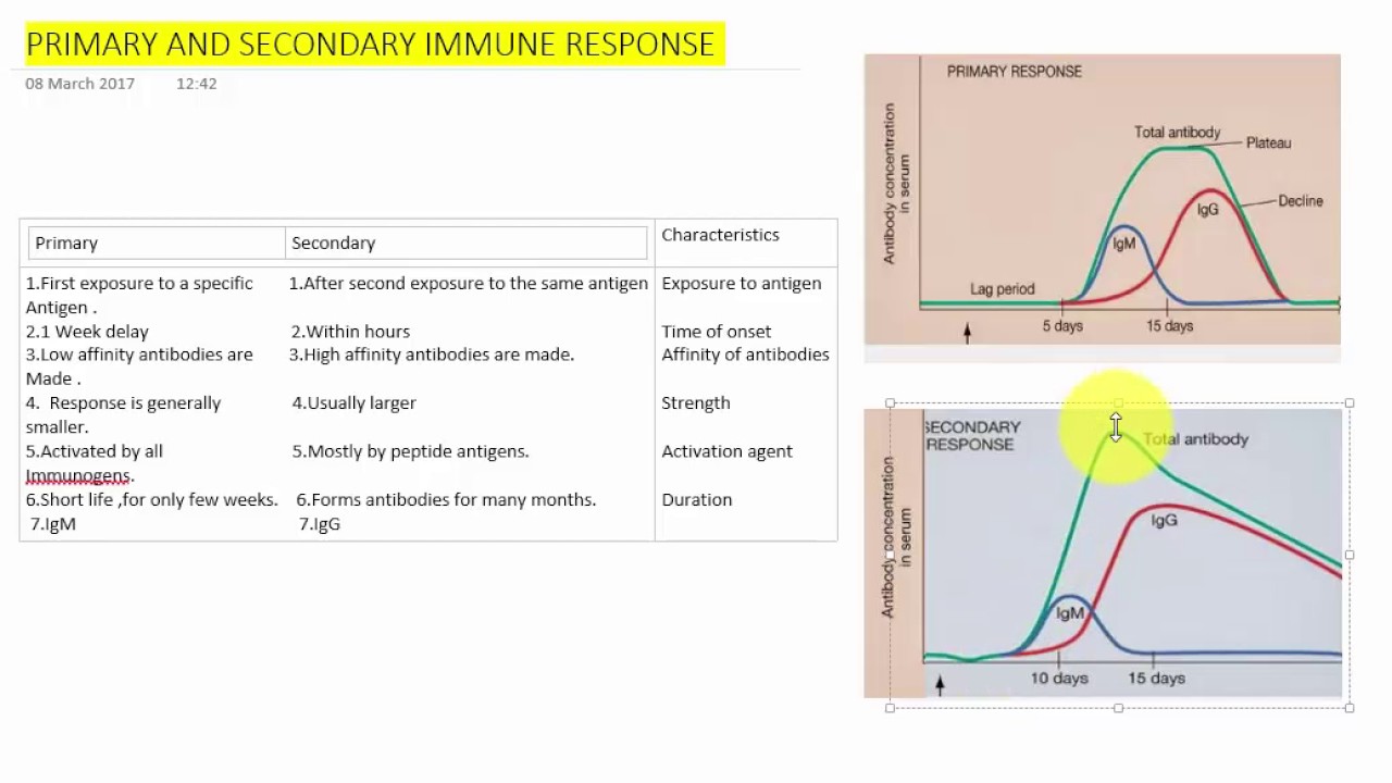 PRIMARY AND SECONDARY IMMUNE RESPONSE - YouTube