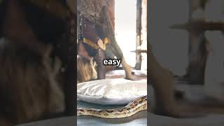 Hidden Gems in py #python #hiddengems #tips #information #knowledge #programming #proplayer