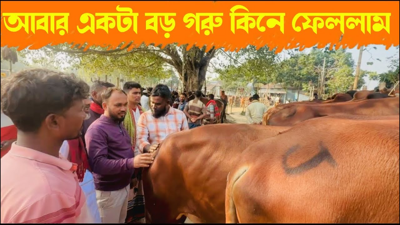 ১৬২ - আবারও একটা গরু কিনে ফেললাম গরুটা কেমন হলো সবাই জানাবেন
