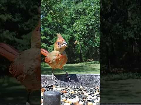 Juvenile Cardinal | #birdwatching #birds #oklahoma #birdsounds #asmr #birdslover #birding #songbirds