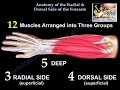 Anatomy of the radial  dorsal side of forearm  everything you need to know  dr nabil ebraheim