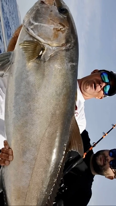 ANGUILLE PRONTE CON AMO PER DIVERGENTE TRAINA PESCA SPIGOLA OCCHIATA  SUGARELLI