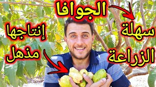 لأجل هذه اللحظة الرائعة، تعلم زراعة الجوافة في المنزل من البذور بدون ما تدفع ولا قرش!