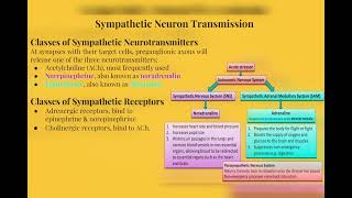 Autonomic nervous system